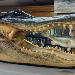 Alligator Head Reptile Souvenir 10 Inches Long Crocodile U 