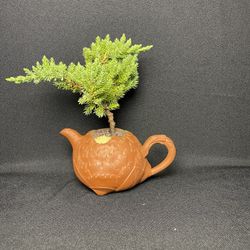 Small Juniper Bonsai With Chinese Teapot($35)