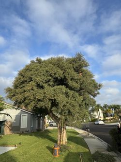 Trees And Palm Tree