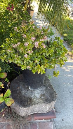flowering jade plant (Crassula ovata