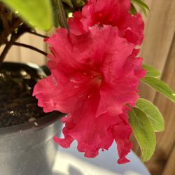 Red Bird Azalea Plant 🌺🌺