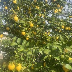 Lemons For Sale