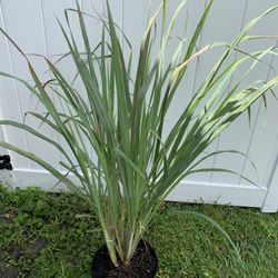 Lemon Grass Plant