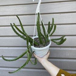 8” stapelia leendertziae with bud 