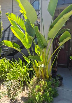 Plants