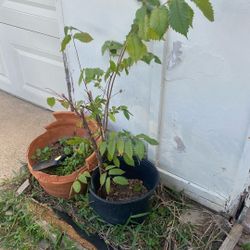 Elm Tree Sapling