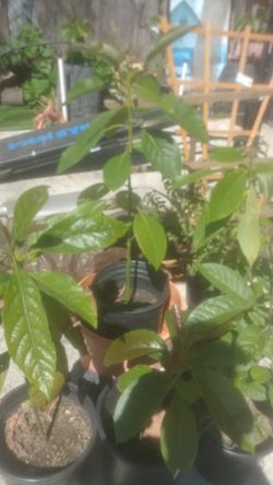 Avocado plants aguacate plantas