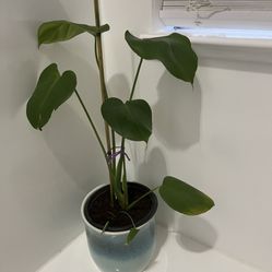 live monstera plant