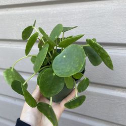 4” pilea money plant