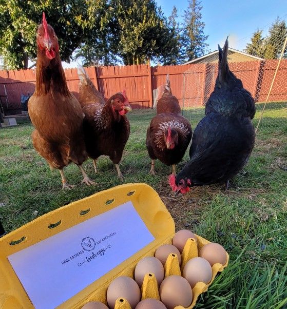 Local Chicken Eggs