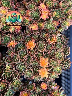 Aeonium Sweet Tea Free Shipping 