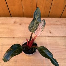 Philodendron Pink Birkin 4” pot (#1)