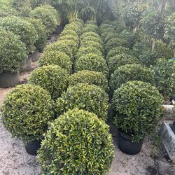 Single Ball Topiary In 3 gls Pot. SPECIAL PRICE🤩