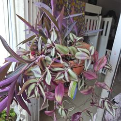 Inside And Outside Plants