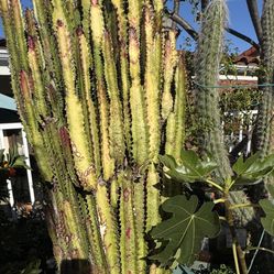 Euphorbia Trigona, African Milk Tree 5ft