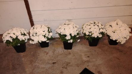 15 Mum flowers (3 diff colors)