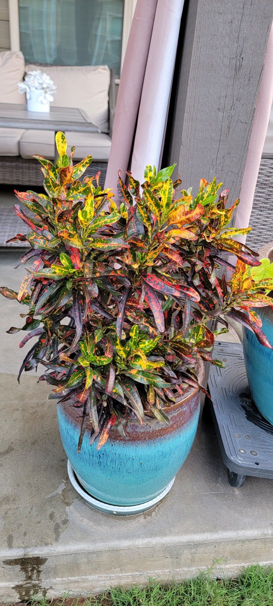 House Plant Without Pot