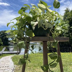 2 Large Pothos Plants $25