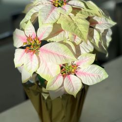  Decorative Christmas Plants (25 Of Them) 
