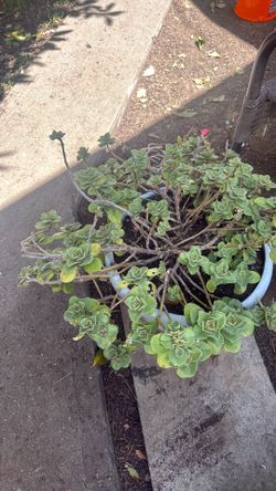 Succulent
