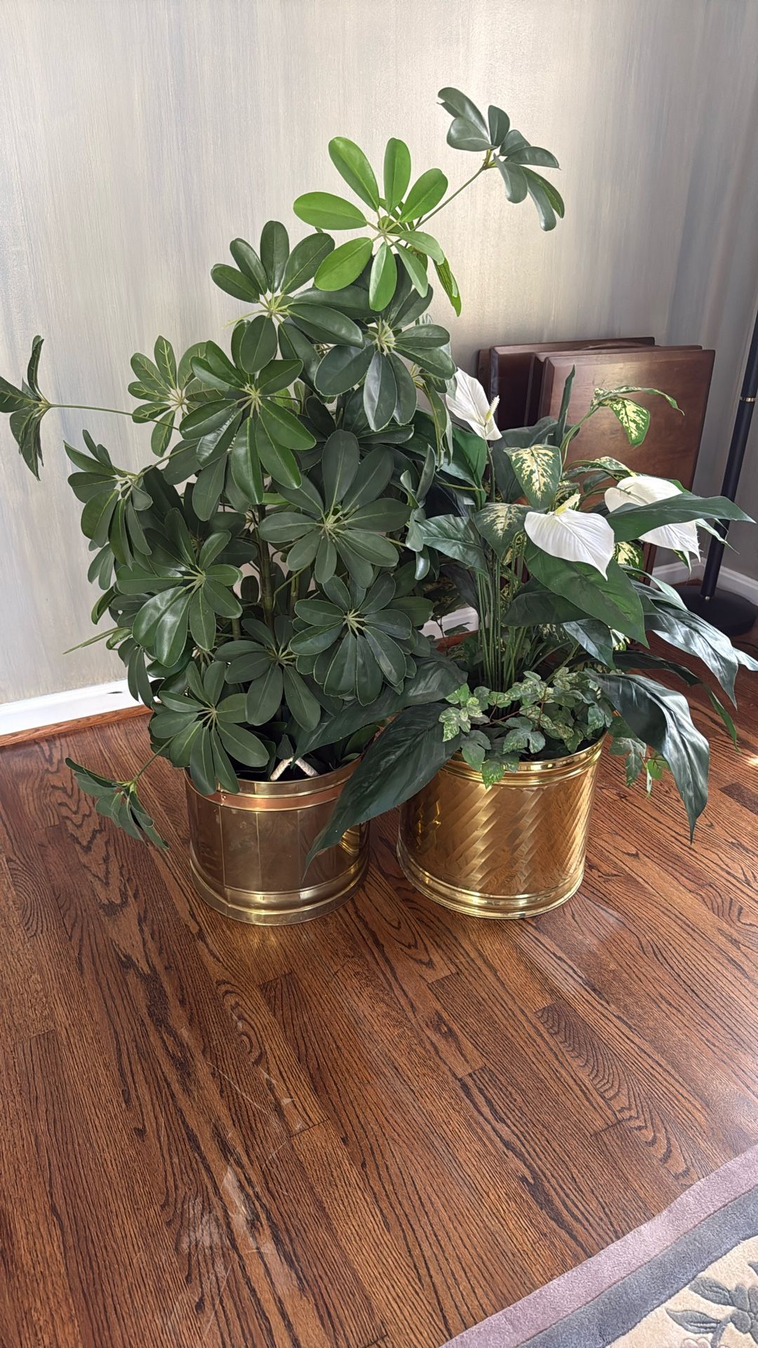 Indoor Decorative Houseplants (Offer Price)
