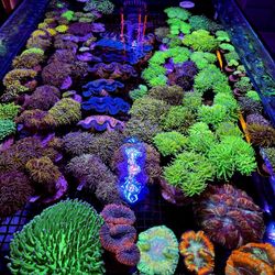 🔥CORALS DECORATIONS FOR MARINE TANK OVER 500 CORALS IN STOCK PICK-UP - DELIVERY - SHIP
