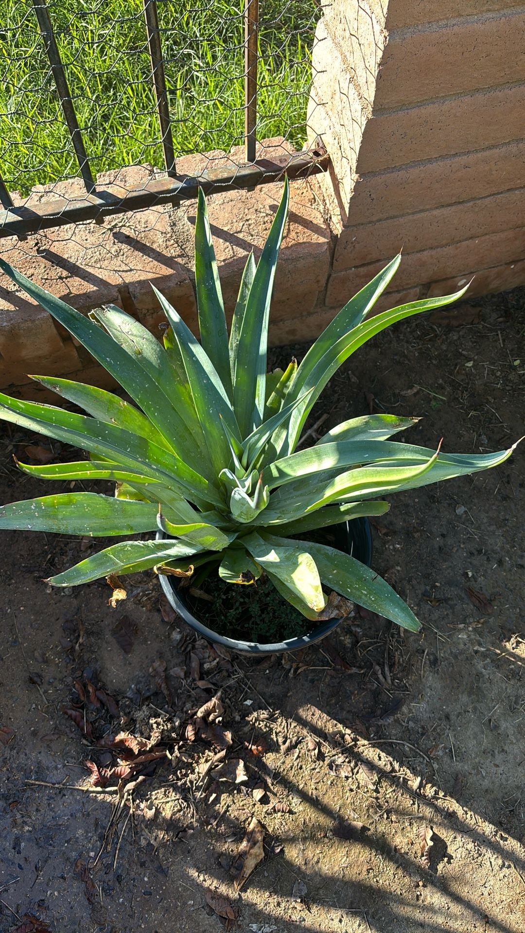 Agaves Atenúate , Green Yuma $50 Each