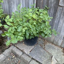 Jasmine Flowers Plant 