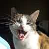 Margo
