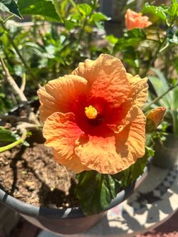 Hibiscus