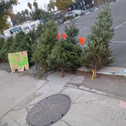 Fresh Christmas Trees $40