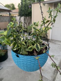 Plants 🪴