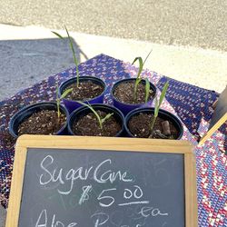 Sugar Cane plants