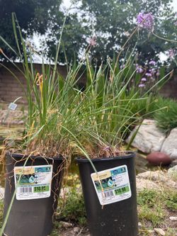 Society Garlic Plants