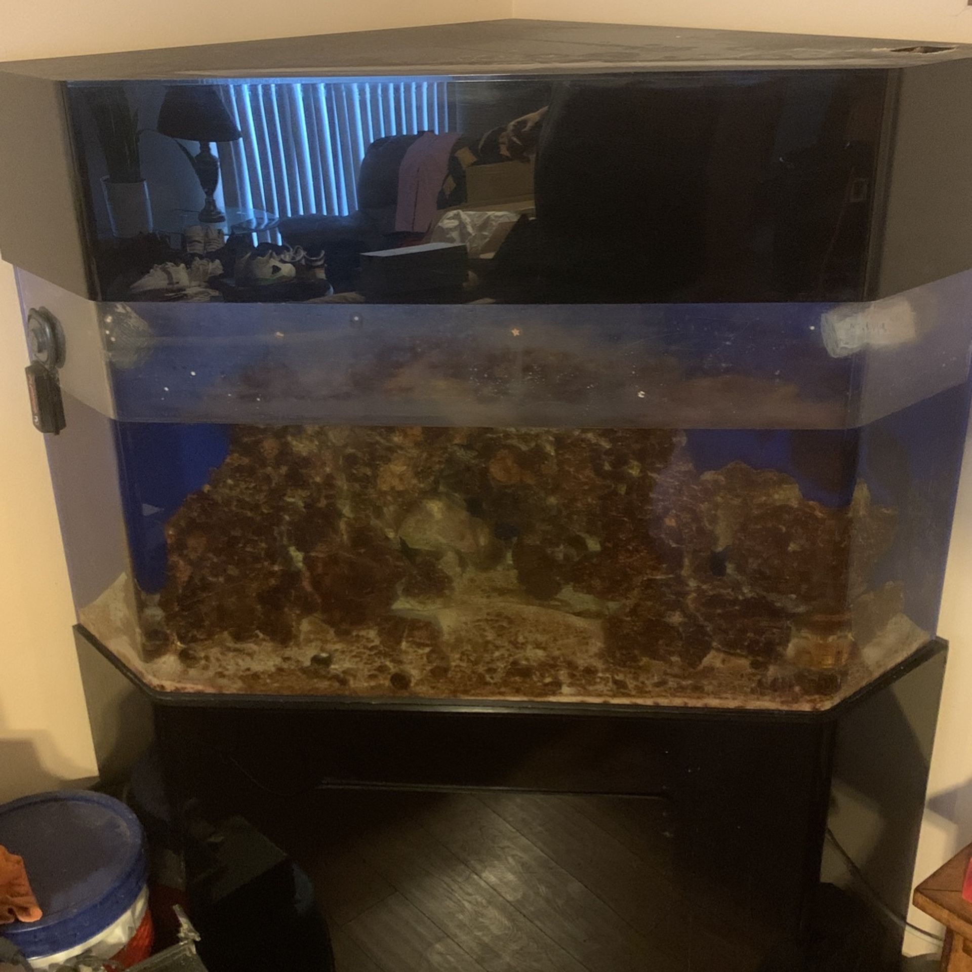 100 Gallon Acrylic Fish Tank