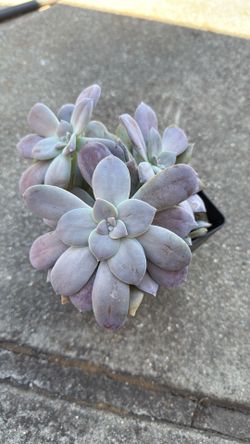 GRAPTOPETALUM SUPERBUM Succulent Plant In 6” Pot