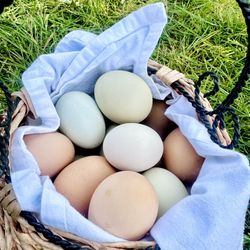 Farm Fresh Eggs 