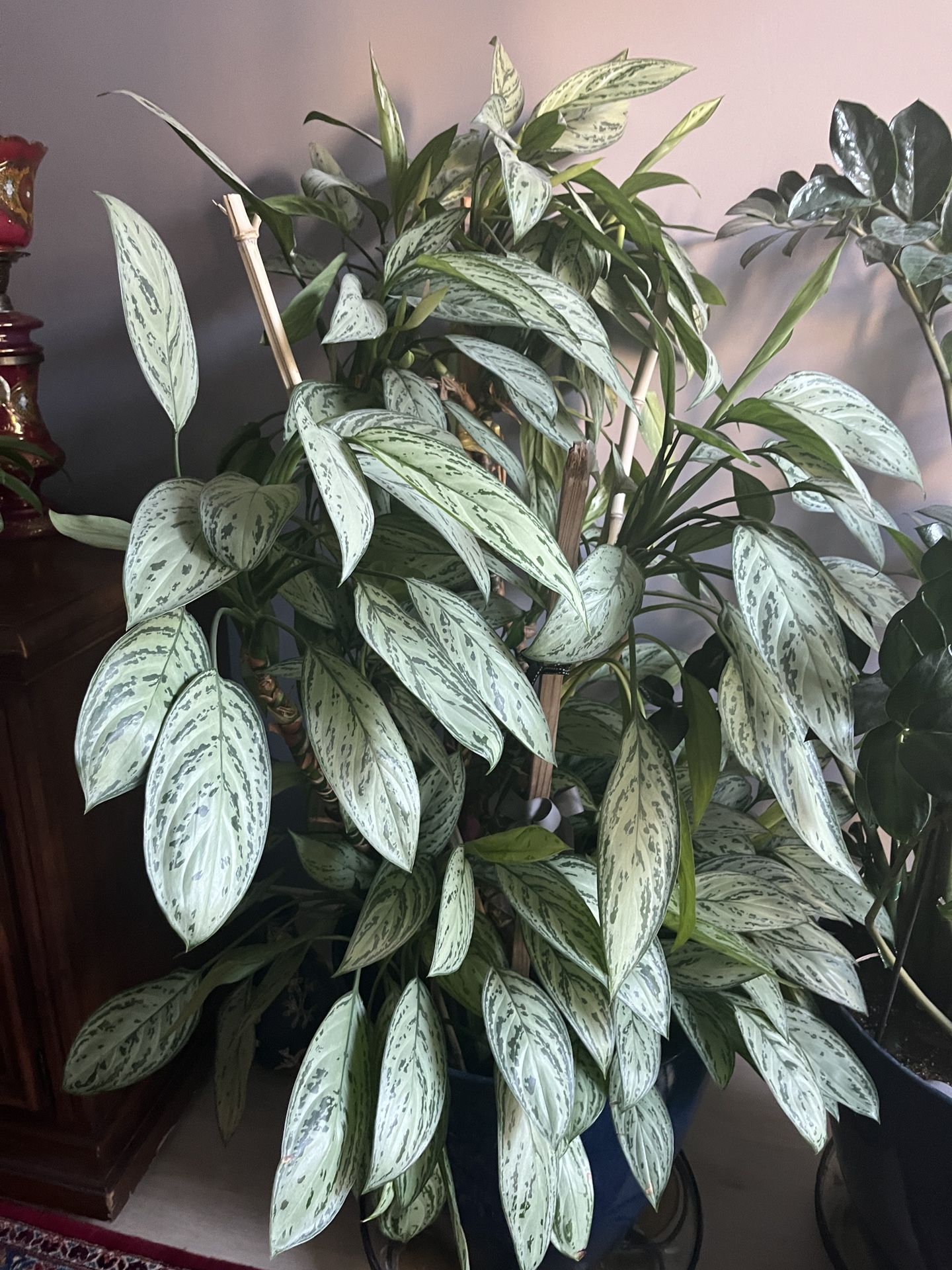 Plant For Sale