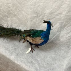 Two Peacocks