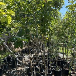 Fruit Trees Shade Trees 5 Gallon35$ Each