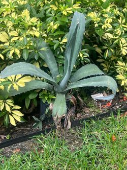 Blue agave plants