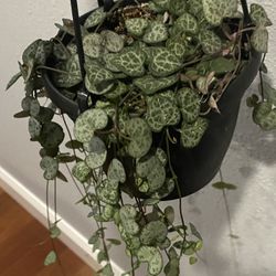 String Of Hearth In 6” Pot