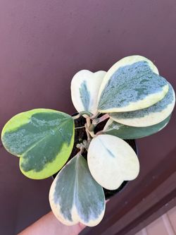 6” variegated hoya kerrii splash