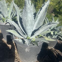 Blue Agave 15 Gallon 