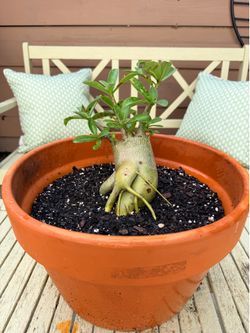 Desert Rose