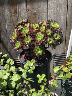 Cuttings