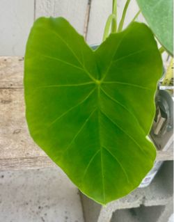 Colocasia