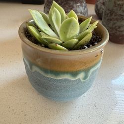 Cute 3 “ Pot With Succulent