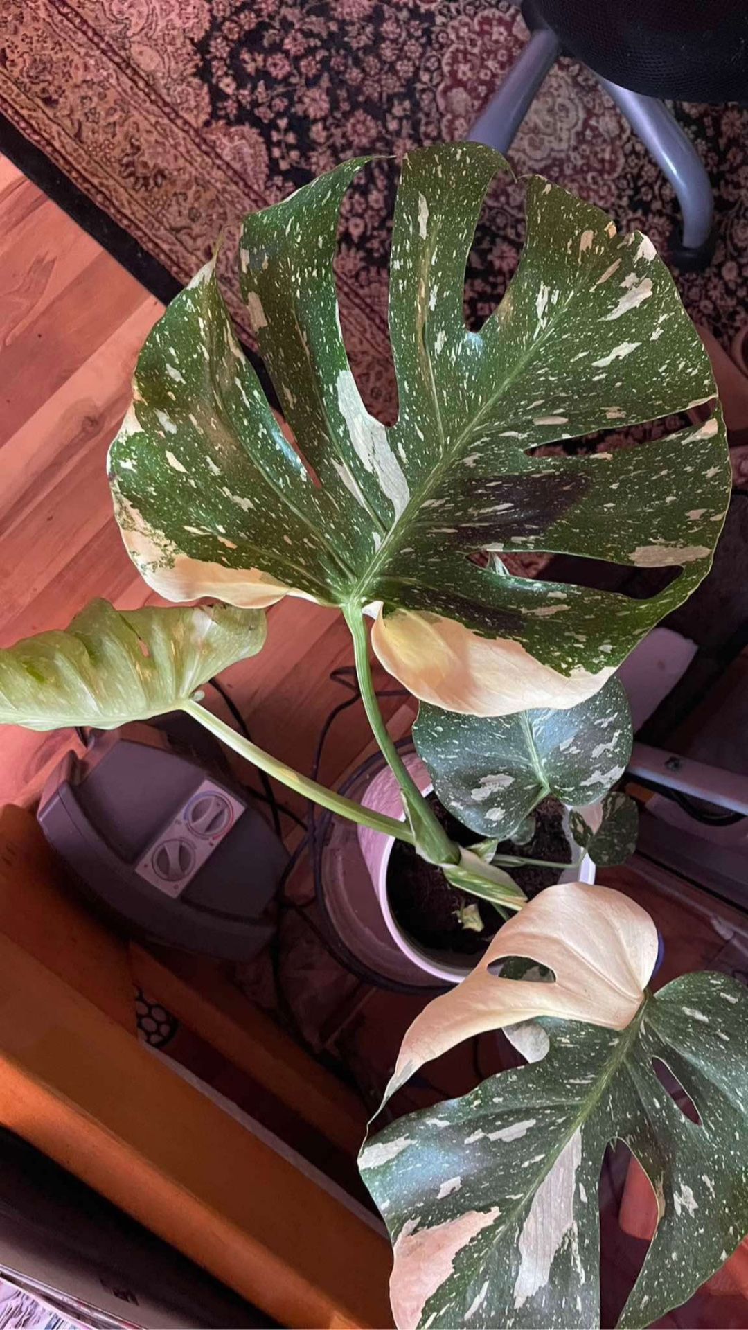 Beautiful Variegated Monstera Deliciosa