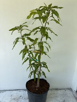 Grafted Orange Sherbet Mango Tree